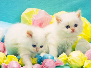 White kittens blue surface colorful - a blue surface free wallpaper