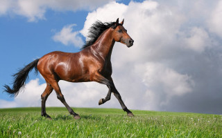 Horse running field grass cloudy 2 - cloudy free wallpaper
