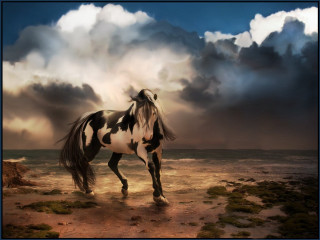 Horse beach cloudy sky blue - matte fantasy painting free wallpaper