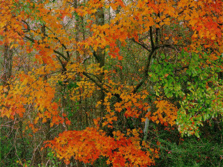 Orange leaves forest green grass - green grass and trees free wallpaper