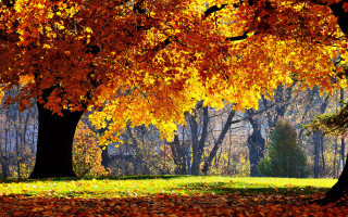 Park trees leaves bench middle - the ground and a bench in the middle of the park free wallpaper