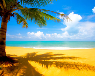 Palm tree shadow beach blue 11 - a shadow free wallpaper