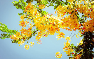 Tree yellow flowers green leaves - branch free wallpaper