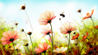 Field flowers bee flying blue - a bee free wallpaper