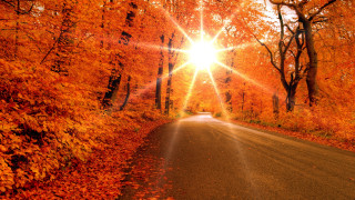 Fall road sunshine trees leaves - the fall season free wallpaper