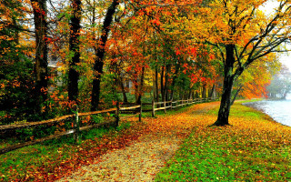 Wooded path trees leaves water - a path free wallpaper