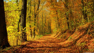 Dirt road fall trees leaves 6 - the fall season free wallpaper