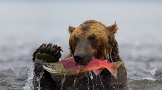 Bear holding fish mouth water - a bear free wallpaper