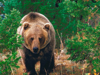 Brown bear walking forest filled - a brown bear free wallpaper