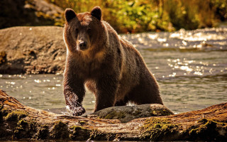 Brown bear standing log river 2 - a brown bear free wallpaper