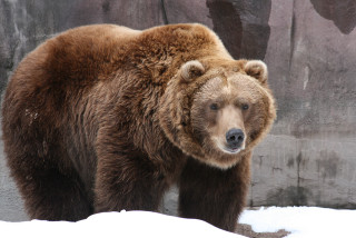 Brown bear snow rock wall - a black nose free wallpaper