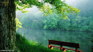 Bench tree lake forest foggy 3 - foggy sky above free wallpaper
