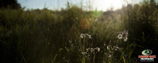 Field grass sunshine flowers foreground - claire dalby free wallpaper