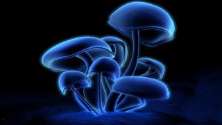 Blue mushrooms glowing psychedelic bioluminescence - the dark night sky free wallpaper