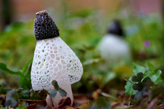 White mushroom black cap macro - domirinic fegallia free wallpaper