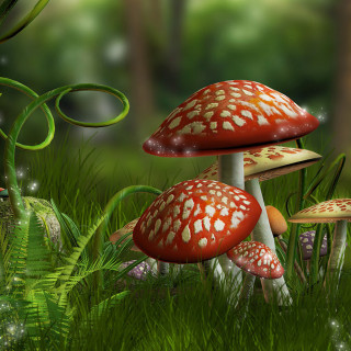 Mushrooms forest grass trees nature - grass and trees free wallpaper