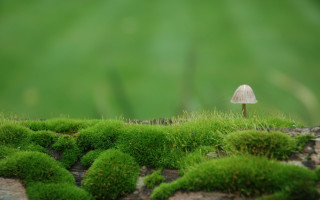 Mushroom moss green forest bush - top of a moss free wallpaper