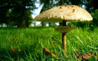 Mushroom lush green field trees - a mushroom free wallpaper