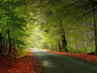 Forest road trees leaves ground - the side of the road free wallpaper