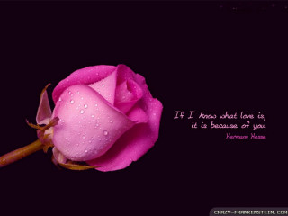 Pink rose quote love because - a pink rose free wallpaper