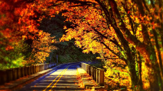 Fall road trees fence leaves 3 - american romanticism free wallpaper