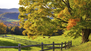 Fenced pasture tree background cows - cow free wallpaper