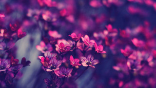 Purple flowers butterfly bokeh macro - a blurry background of them free wallpaper