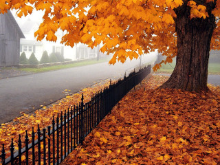 Tree yellow leaves fence house - american scene painting free wallpaper