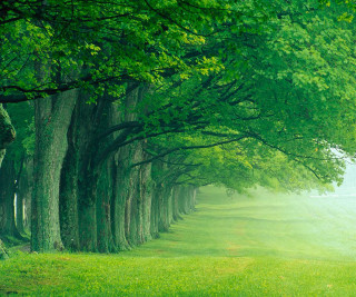 Trees grassy field path distance - a row of trees free wallpaper