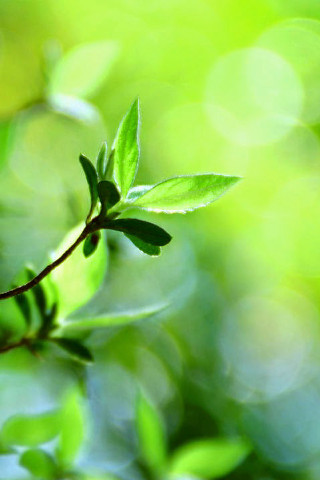 Green leaf blurry background leaves - free nature wallpaper