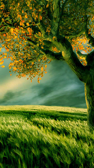Tree field sky background clouds - yellow leaf free wallpaper
