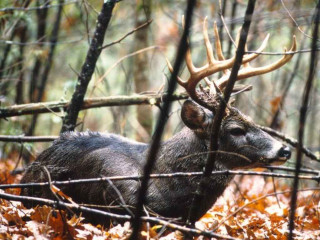Deer antlers laying woods leaves - antler free wallpaper