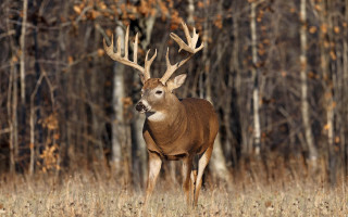 Deer standing field trees background - real life skin free wallpaper