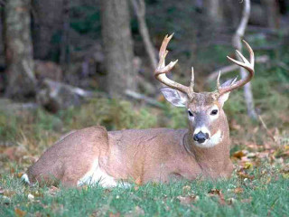 Deer laying grass antlers head - glamor pose free wallpaper