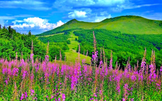 Field flowers trees mountain clouds - beautiful landscape free wallpaper