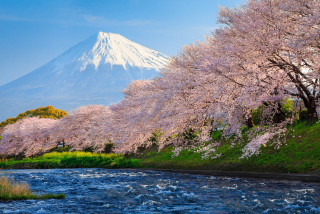 Mountain river cherryblossoms ukiyo e - japan aimitsu free wallpaper