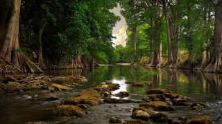 River rocks trees water cloudy - forest free wallpaper