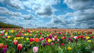 Flower field clouds sky bouquet - a field of flowers free wallpaper