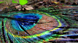 Peacock feather green leaf blue - a green leaf in the background free wallpaper