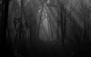 Dark forest fog light trees - dark atmosphere free wallpaper