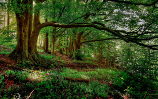 Lush green forest large tree - the top of the trees free wallpaper