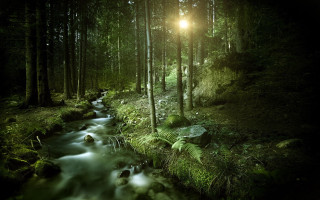 Stream forest light trees nature - a stream free wallpaper