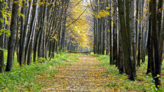 Forest path bench trees leaves 2 - andy goldsworthy free wallpaper