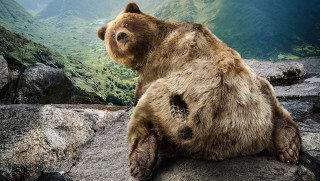 Brown bear sitting rock grass - a brown bear free wallpaper