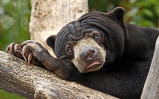 Black bear branch paws log - top of a tree branch free wallpaper
