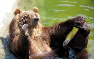 Bear swimming paws up water - a bear free wallpaper