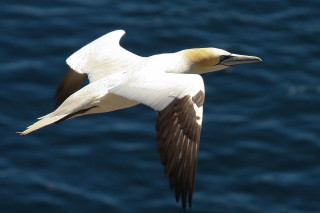 Bird flying water wings spread 3 - free bird wallpaper