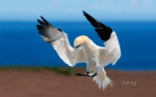 White bird flying over ocean - black wing free wallpaper