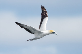 Bird flying air wings spread - upper body free wallpaper