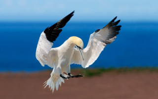 White bird black wings flying - bird free wallpaper